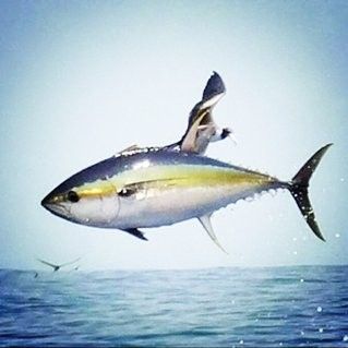 金龍魚和金槍魚哪個(gè)更兇猛（金槍魚和龍魚哪個(gè)更兇猛？） 金龍魚和金槍魚哪個(gè)更兇猛（金槍魚和龍魚哪個(gè)更兇猛？） 龍魚百科 第10張