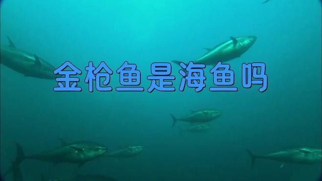 金龍魚和金槍魚哪個(gè)更兇猛（金槍魚和龍魚哪個(gè)更兇猛？） 金龍魚和金槍魚哪個(gè)更兇猛（金槍魚和龍魚哪個(gè)更兇猛？） 龍魚百科 第6張