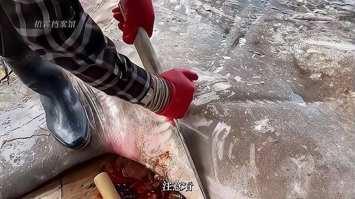 金龍魚和金槍魚哪個(gè)更兇猛（金槍魚和龍魚哪個(gè)更兇猛？） 金龍魚和金槍魚哪個(gè)更兇猛（金槍魚和龍魚哪個(gè)更兇猛？） 龍魚百科 第5張