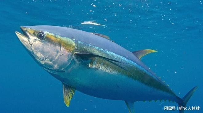 金龍魚和金槍魚哪個(gè)更兇猛（金槍魚和龍魚哪個(gè)更兇猛？） 金龍魚和金槍魚哪個(gè)更兇猛（金槍魚和龍魚哪個(gè)更兇猛？） 龍魚百科 第9張