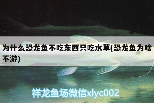 為什么恐龍魚不吃東西只吃水草(恐龍魚為啥不游)（為什么恐龍魚不吃東西只吃水草） 為什么恐龍魚不吃東西只吃水草(恐龍魚為啥不游)（為什么恐龍魚不吃東西只吃水草） 觀賞魚百科