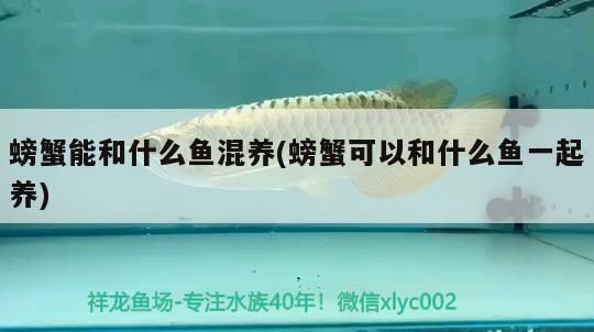 螃蟹能和什么魚混養(螃蟹可以和什么魚一起養)（螃蟹能和什么魚一起養）