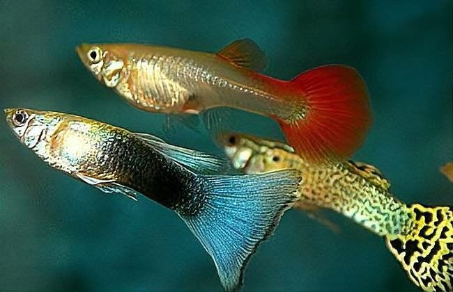 龍魚鰭爛病會自愈嗎（龍魚鰭爛病可能會自愈但不是所有的病例都能成功恢復）