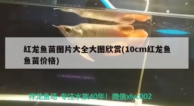 紅龍魚苗圖片大全大圖欣賞(10cm紅龍魚魚苗價格)（紅龍魚苗圖片大全大圖欣賞）