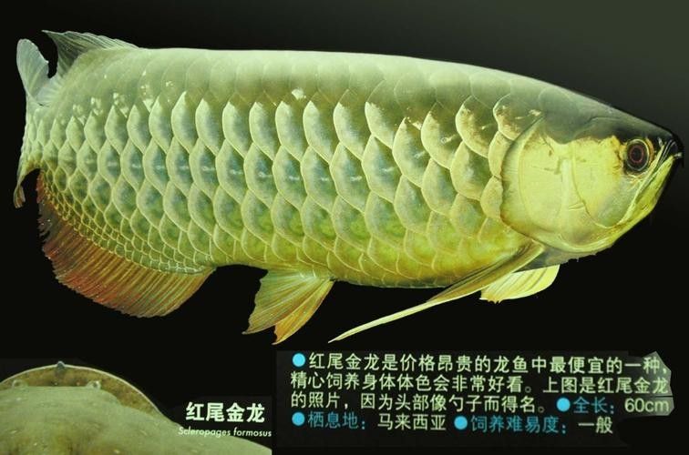 紅尾金龍有哪些特殊品種？（紅尾金龍的特殊品種） 紅尾金龍有哪些特殊品種？（紅尾金龍的特殊品種） 龍魚百科 第4張