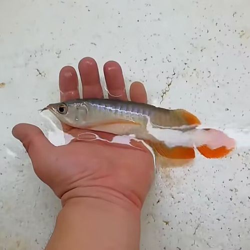 紅尾金龍有哪些特殊品種？（紅尾金龍的特殊品種） 紅尾金龍有哪些特殊品種？（紅尾金龍的特殊品種） 龍魚百科 第5張