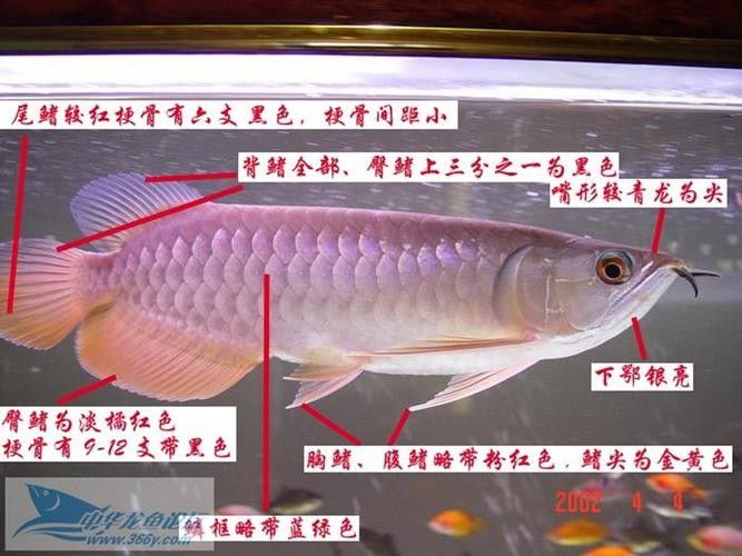 紅尾金龍有哪些特殊品種？（紅尾金龍的特殊品種） 紅尾金龍有哪些特殊品種？（紅尾金龍的特殊品種） 龍魚百科 第3張