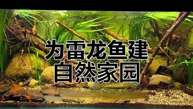 如何模擬龍魚的原生環境（模擬原生環境，打造雷龍魚的自然棲息地）