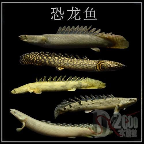 大花恐龍魚的價格是多少（大花恐龍魚有哪些品種大花恐龍魚適合新手養嗎）