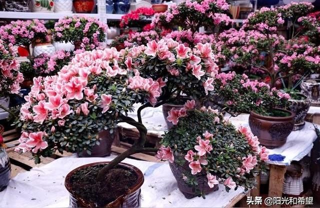 深海紅龍魚的最佳烹飪方法是什么，深海紅龍魚的做法