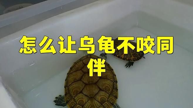 混養時如何避免攻擊行為？（養雞怕打架6個實用方法讓雞群和諧不互啄悅己茶舍魚缸）
