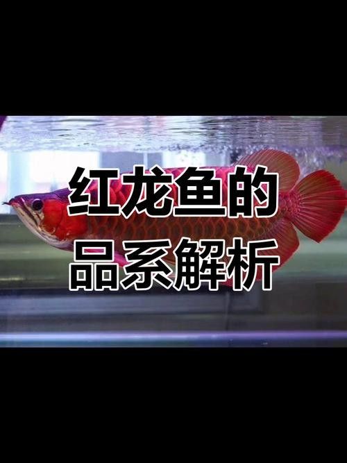 如何判斷印尼紅龍魚是否發色（判斷印尼紅龍魚是否發色是健康狀況和活力的重要指標之一）