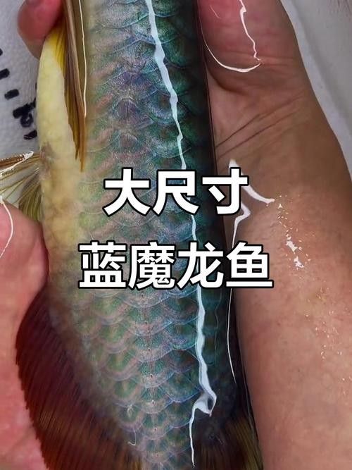 哪種藍(lán)龍魚觀賞品種最貴（全球最昂貴的藍(lán)龍魚品種是什么紫燕藍(lán)金龍哪個(gè)更稀有）