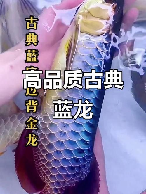 哪種藍(lán)龍魚觀賞品種最貴（全球最昂貴的藍(lán)龍魚品種是什么紫燕藍(lán)金龍哪個(gè)更稀有）
