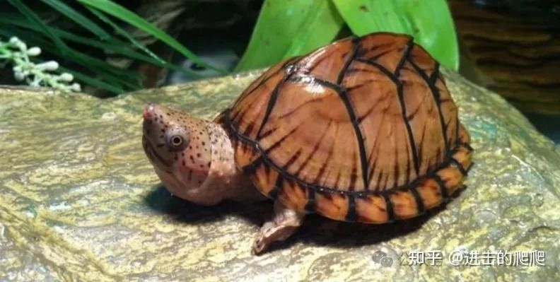 混養(yǎng)時(shí)需要準(zhǔn)備哪些躲避物（混養(yǎng)觀賞魚(yú)的注意事項(xiàng)）