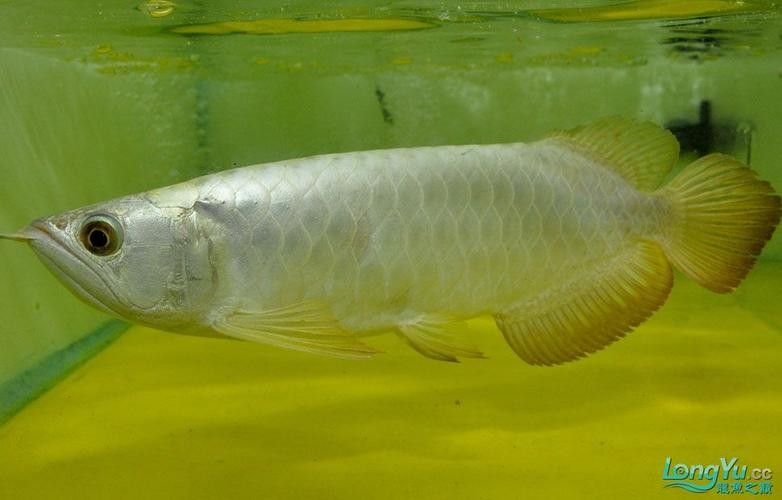 金龍魚白金龍魚的特點（養魚大全聽，如何飼養白金龍魚？）
