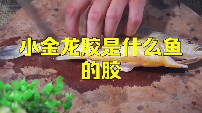 金龍魚膠產(chǎn)地是哪里（揭秘花膠中的滋補佳品）