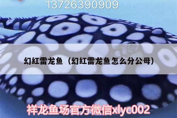 幻紅雷龍魚(yú)（幻紅雷龍魚(yú)怎么分公母）（幻紅雷龍魚(yú)怎么分公母） 幻紅雷龍魚(yú)（幻紅雷龍魚(yú)怎么分公母）（幻紅雷龍魚(yú)怎么分公母） 觀賞魚(yú)百科