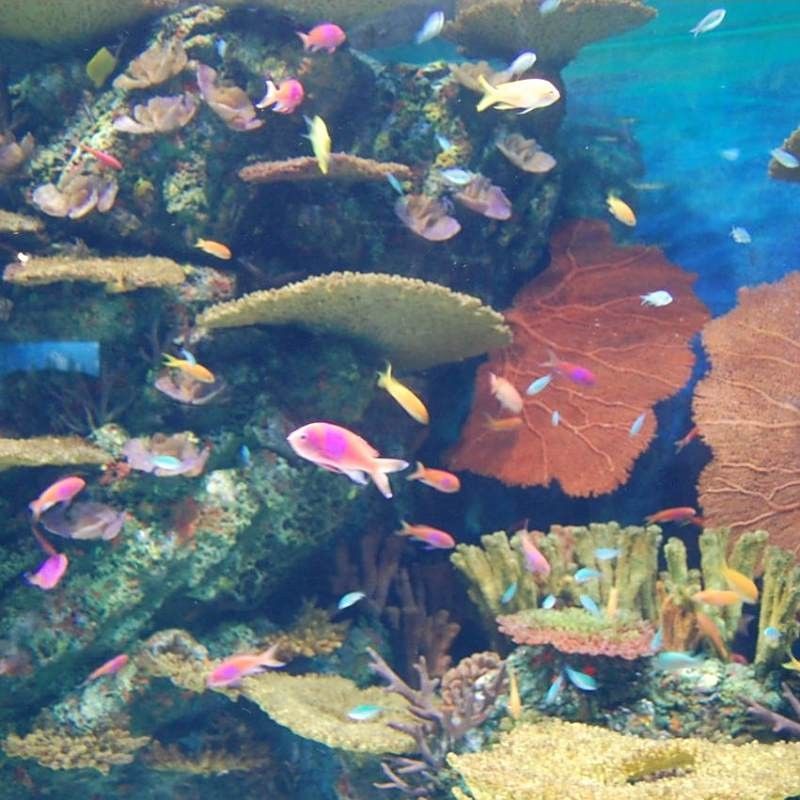 噶爾哪個(gè)水族館龍魚好？祥龍魚場(chǎng)龍魚（噶爾哪個(gè)水族館龍魚好） 噶爾哪個(gè)水族館龍魚好？祥龍魚場(chǎng)龍魚（噶爾哪個(gè)水族館龍魚好） 龍魚百科 第7張
