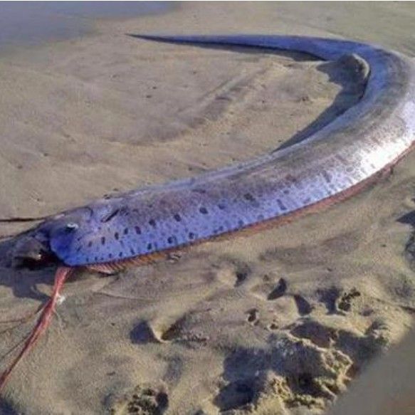 白龍魚能長多大（關于白龍魚的飼養注意事項黃子龍的飼養注意事項）