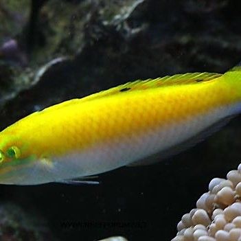 白龍魚能長多大（關于白龍魚的飼養注意事項黃子龍的飼養注意事項）