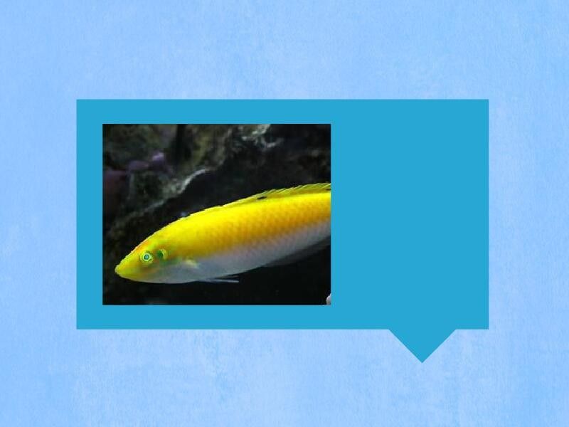 白龍魚能長多大（關于白龍魚的飼養注意事項黃子龍的飼養注意事項）