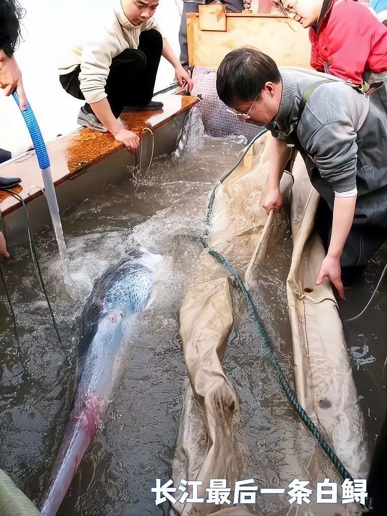 白龍魚能長多大（關于白龍魚的飼養注意事項黃子龍的飼養注意事項）