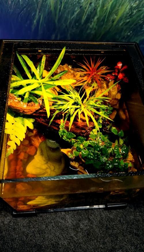 小火龍魚怎么養新手教程圖解（小火龍魚怎么養新手教程圖解小火龍魚飼養指南）
