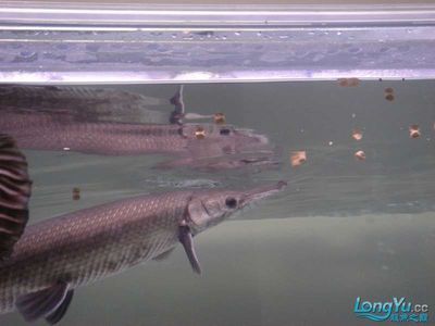 虎魚能與什么魚一起養：虎魚能與什么魚一起養，