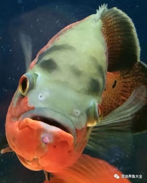 如何預防金龍魚爛嘴？（如何預防金龍魚爛嘴）