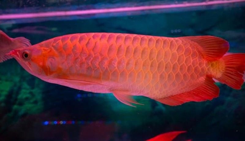 紅龍魚福龍視頻在哪里可以找到（如何在視頻平臺找到紅龍魚福龍？） 紅龍魚福龍視頻在哪里可以找到（如何在視頻平臺找到紅龍魚福龍？） 龍魚百科 第4張