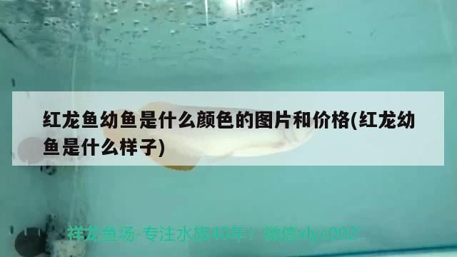 紅龍魚幼魚是什么顏色的圖片和價(jià)格(紅龍幼魚是什么樣子)（紅龍魚幼魚是什么顏色的圖片和價(jià)格）