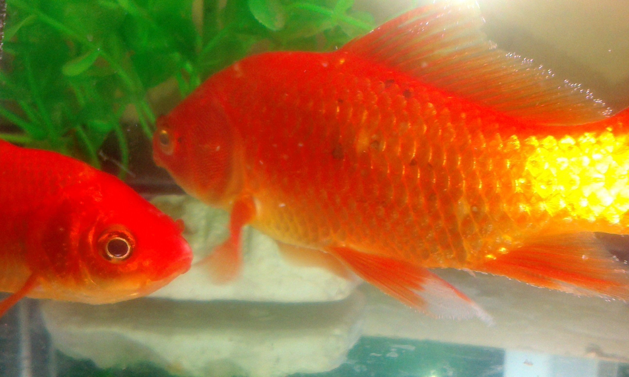 龍魚是熱水還是冷水養好呢，如何平衡龍魚在熱水和冷水中的飼養需求