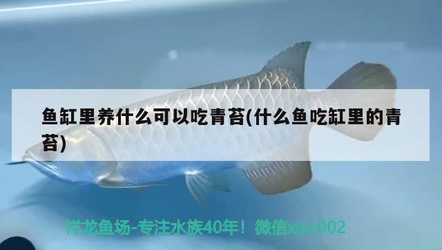 魚缸里養(yǎng)什么可以吃青苔(什么魚吃缸里的青苔)（魚缸養(yǎng)什么可以吃青苔）