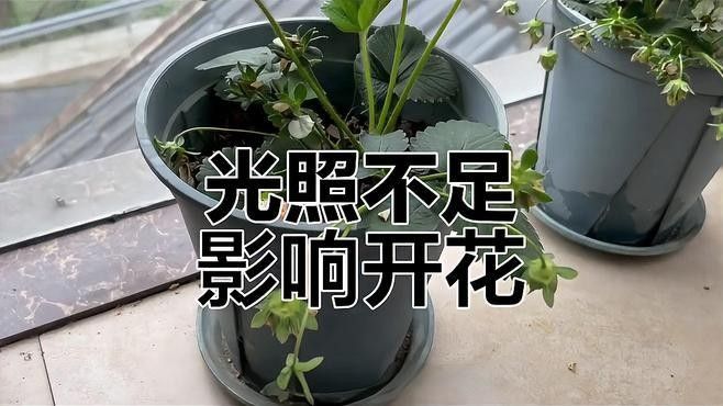 平順哪個(gè)水族館龍魚好？祥龍魚場龍魚（“祥龍魚場”在水族館中的養(yǎng)殖狀況對游客體驗(yàn)有影響）
