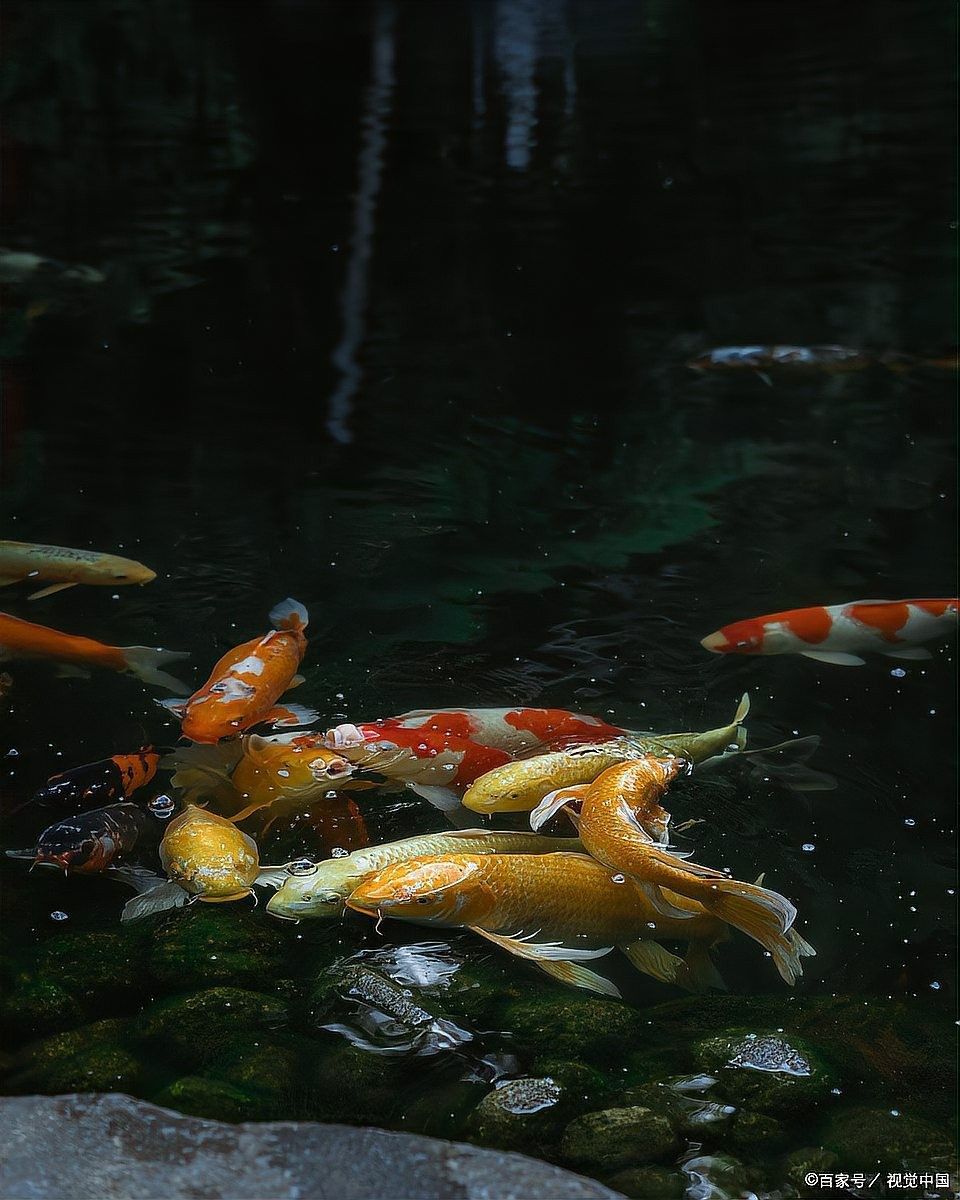 虎紋恐龍魚不吃飼料會餓死嗎（虎紋恐龍魚吃飼料嗎）