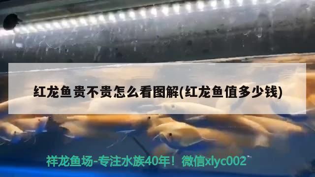 飼料 紅龍魚貴不貴怎么看圖解(紅龍魚值多少錢)(紅龍魚貴不貴怎么看圖解) 觀賞魚百科 紅龍魚貴不貴怎么看圖解(紅龍魚值多少錢)(紅龍魚貴不貴怎么看圖解) 紅龍魚貴不貴怎么看圖解(紅龍魚值多少錢)(紅龍魚貴不貴怎么看圖解) 觀賞魚百科