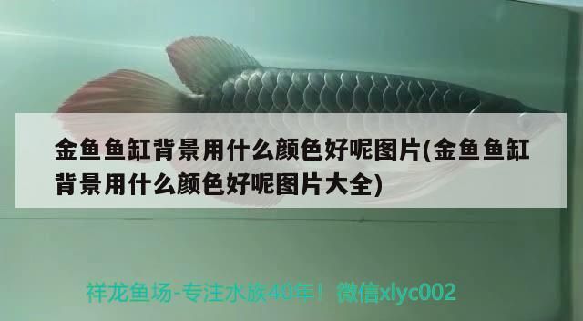 金龍魚畫家：金龍魚畫作的市場價格如何？（金龍魚畫作的市場價值）