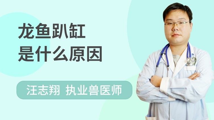金龍魚趴缸能自愈嗎（金龍魚趴缸能否自愈？）