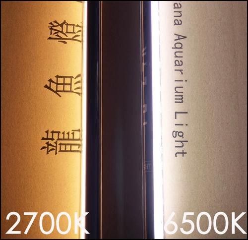 能詳細介紹一下這些耐餓魚類嗎，耐餓魚類有哪些獨特的生存策略