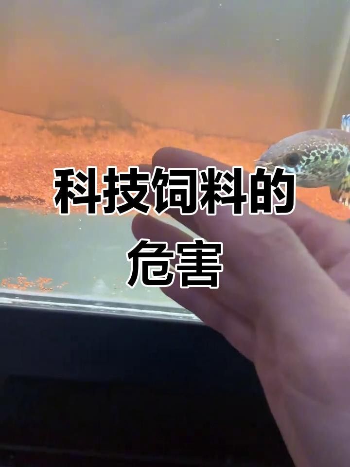 雷龍魚為何不建議吃（雷龍魚為什么不建議吃雷龍魚的主要原因與文化禁忌） 雷龍魚為何不建議吃（雷龍魚為什么不建議吃雷龍魚的主要原因與文化禁忌） 觀賞魚百科 第2張