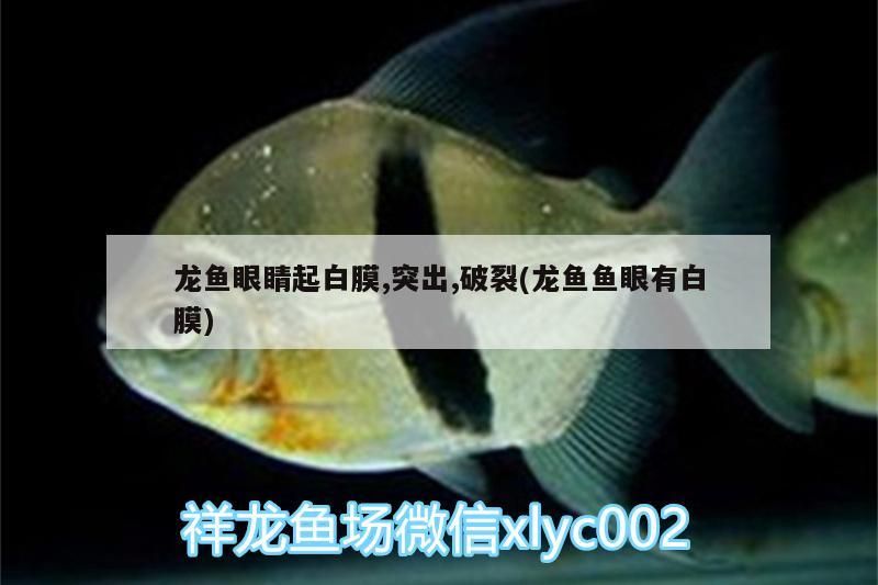 觀賞魚 魚缸背景裝飾畫效果圖 魚缸背景設計圖片(魚缸背景裝飾畫效果圖) 觀賞魚百科 魚缸背景裝飾畫效果圖 魚缸背景設計圖片(魚缸背景裝飾畫效果圖) 魚缸背景裝飾畫效果圖 魚缸背景設計圖片(魚缸背景裝飾畫效果圖) 觀賞魚百科