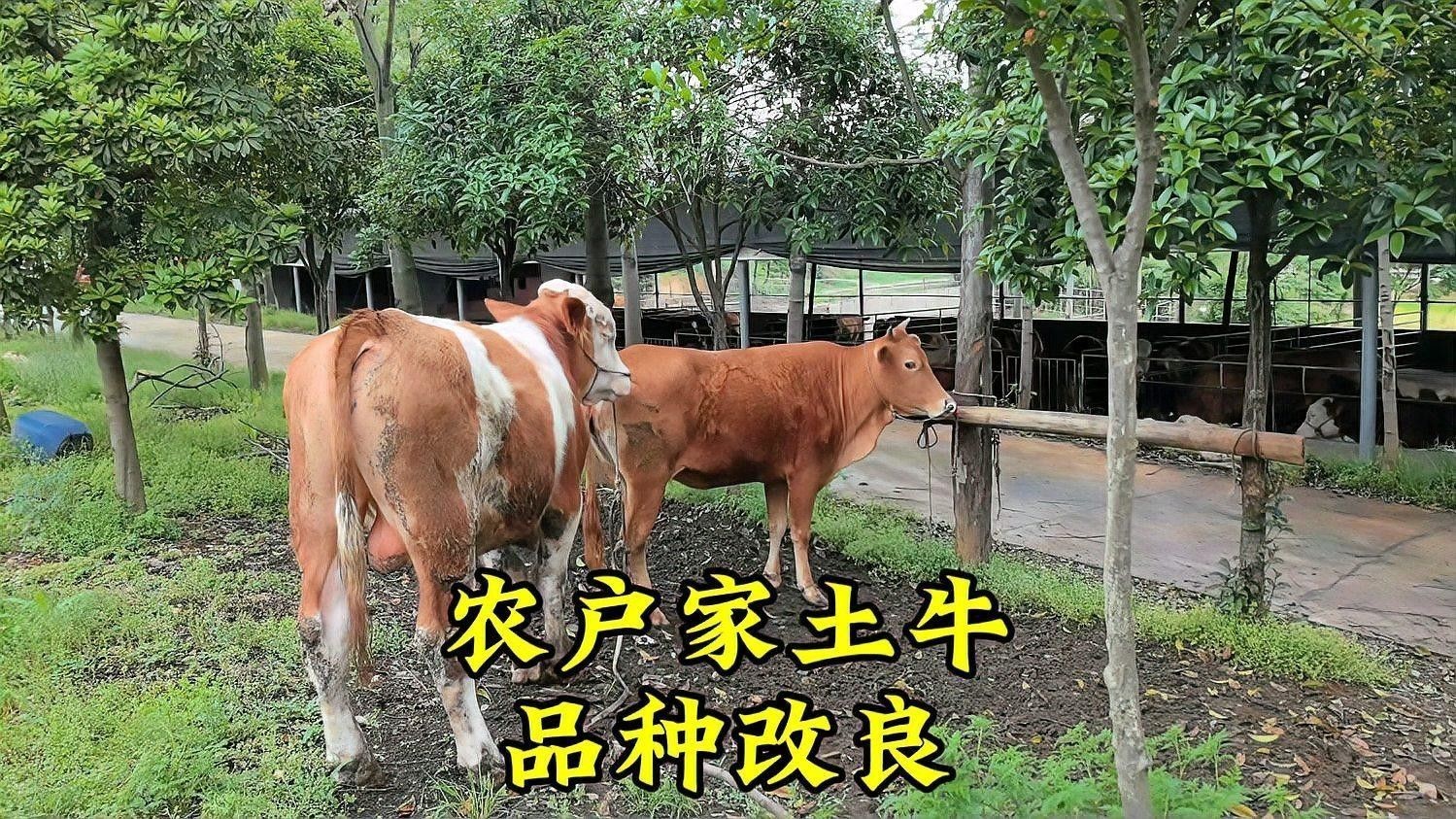 改良品種有哪些常見類型？（會寧縣人力資源和社會保障局第五講農作物品種選育）