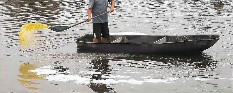 龍魚多久開口正常？