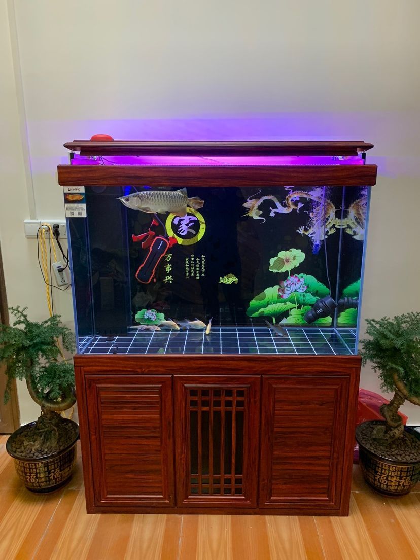 新開缸闖缸龍魚掉顏色（新開缸闖缸龍魚掉顏色的現象，并分析了可能的原因）