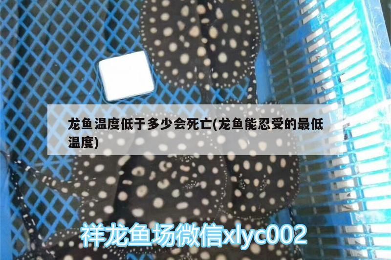 龍魚溫度低于多少會死亡(龍魚能忍受的最低溫度)（祥龍魚溫度低于多少會死亡） 龍魚溫度低于多少會死亡(龍魚能忍受的最低溫度)（祥龍魚溫度低于多少會死亡） 觀賞魚百科
