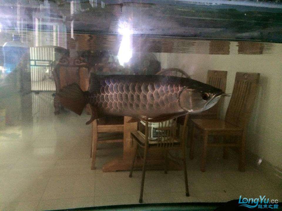 開封觀賞魚市場認識一下我是大寶(開封觀賞魚市場的繁榮景象及其對當?shù)亟?jīng)濟和文化的影響) 觀賞魚百科 第2張 開封觀賞魚市場認識一下我是大寶(開封觀賞魚市場的繁榮景象及其對當?shù)亟?jīng)濟和文化的影響) 開封觀賞魚市場認識一下我是大寶(開封觀賞魚市場的繁榮景象及其對當?shù)亟?jīng)濟和文化的影響) 觀賞魚百科 第2張