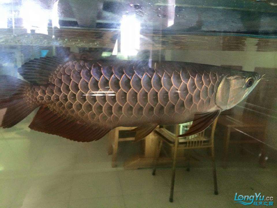 開封觀賞魚市場認識一下我是大寶(開封觀賞魚市場的繁榮景象及其對當?shù)亟?jīng)濟和文化的影響) 觀賞魚百科 第4張 開封觀賞魚市場認識一下我是大寶(開封觀賞魚市場的繁榮景象及其對當?shù)亟?jīng)濟和文化的影響) 開封觀賞魚市場認識一下我是大寶(開封觀賞魚市場的繁榮景象及其對當?shù)亟?jīng)濟和文化的影響) 觀賞魚百科 第4張