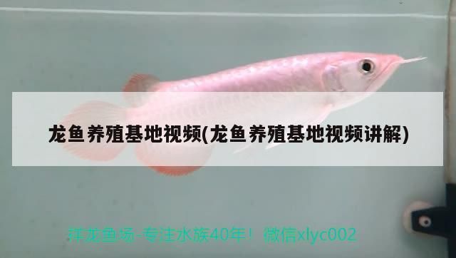 龍魚養殖基地視頻(龍魚養殖基地視頻講解)（深圳龍魚養殖基地視頻） 龍魚養殖基地視頻(龍魚養殖基地視頻講解)（深圳龍魚養殖基地視頻） 觀賞魚百科