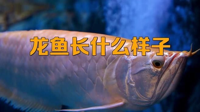 青浦哪個水族館龍魚好？祥龍魚場龍魚（上海海洋水族館春節展示最具“龍氣”的魚上觀新聞） 青浦哪個水族館龍魚好？祥龍魚場龍魚（上海海洋水族館春節展示最具“龍氣”的魚上觀新聞） 龍魚百科 第6張
